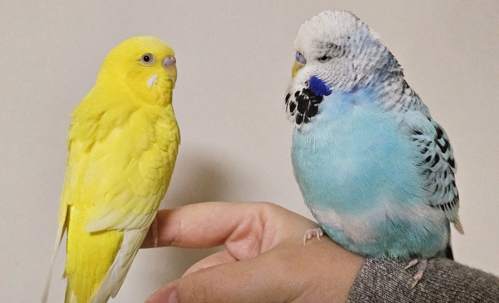 GbLLOHgakAMId0T.jpg?format=jpg