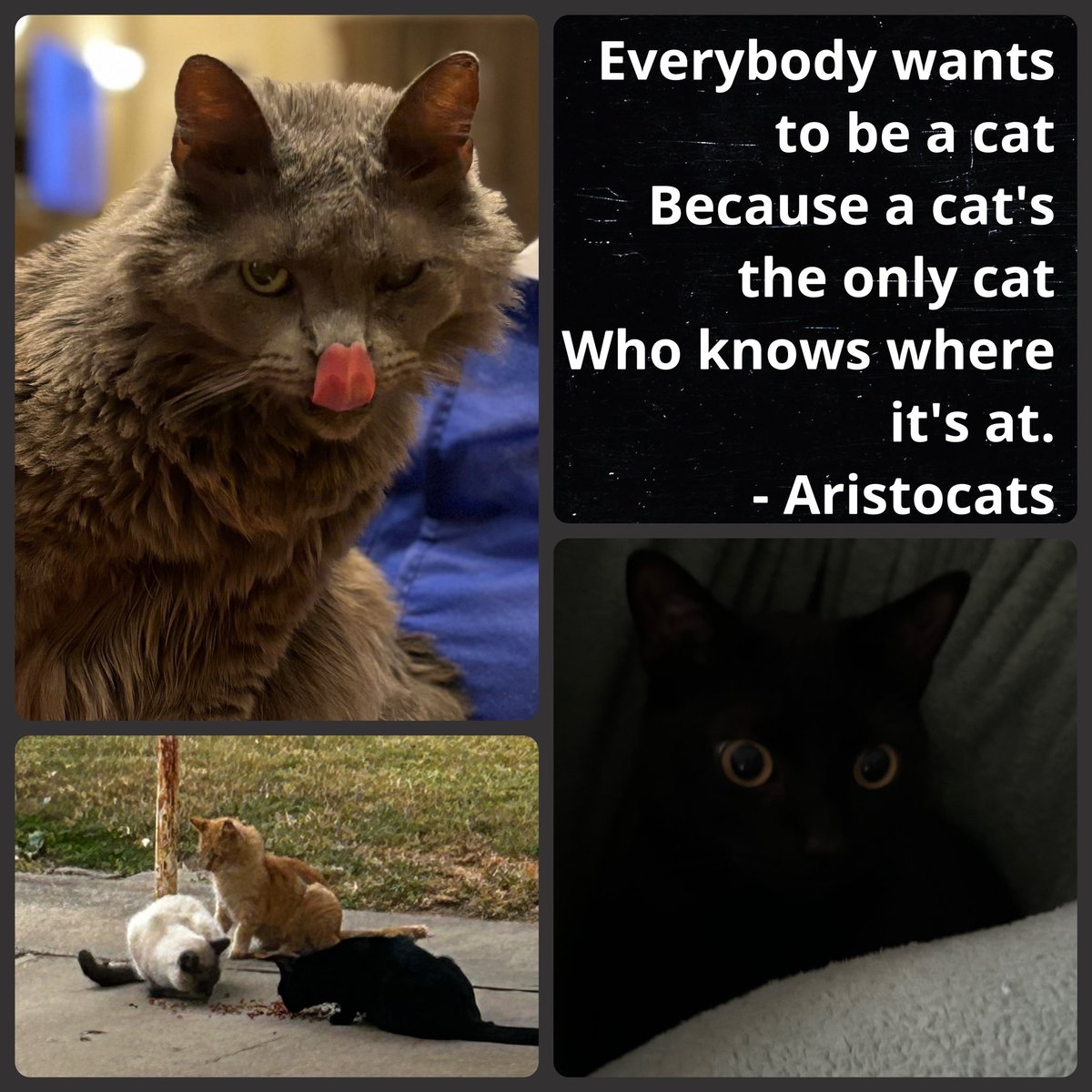 WillStuck's tweet photo. Apparently I missed posting yesterday for #NationalCatDay . We’ll rectify that by adding it to this week’s #WaltWednesday post. Here’s my office manager, Blue. My grandkitten, Bruno and 3 neighborhood pals Cheddar, Mozzarella and Gouda. https://t.co/FBvEMu6oXq
