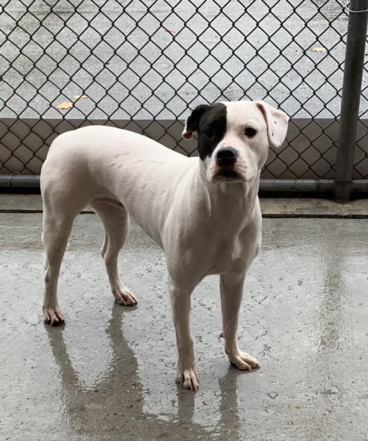 PetfindToronto's tweet image. #EARLSCOURT #STCLAIR  Pls RT2unite #FOUND #DOG- 28-Oct-24 #Toronto Animal Services A0992320 #WEST 416-338-6271 WHITE BLK #AMERBULLDOG MIX F/?Age