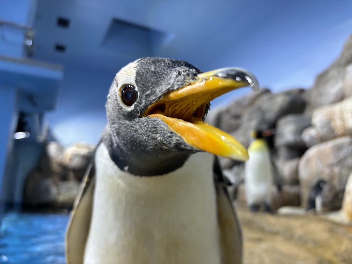 ペンギンの口の中には歯ではなく小さなトゲが喉に向かってたくさん生え