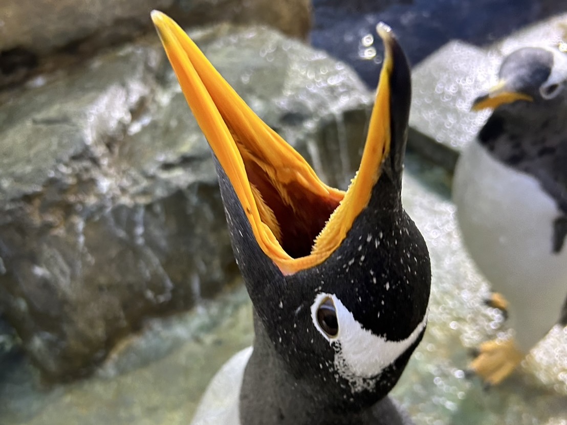 ペンギンの口の中には歯ではなく小さなトゲが喉に向かってたくさん生え