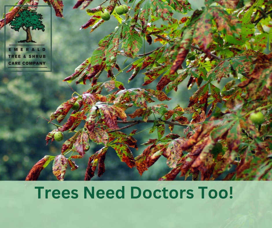 EmeraldTreeCo's tweet photo. 🌳 Is your tree feeling under the weather? 

🏡 We're here to help! At Emerald Tree &amp; Shrub Care, we make house calls to nurse your trees back to health. 

🌿👩‍⚕️ Trees Need Doctors Too! 

#TreeCare #HouseCalls #TreeDoctors #EmeraldTreeCare 🌲🏠 https://t.co/jh8ELaGHK1
