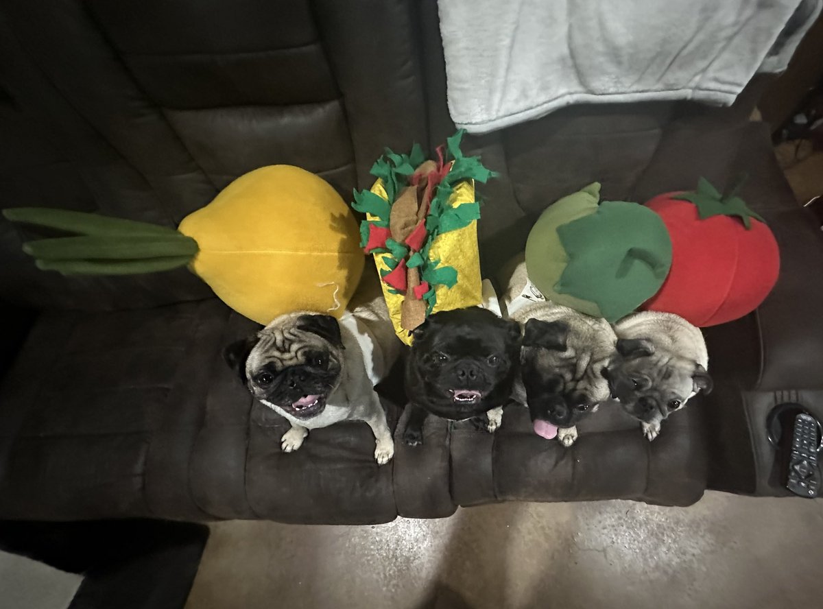 MrsGrayMarlin2's tweet photo. #pugtalk Halloween 2024 Pugs Making Salsa 🍅🧅🌶️🌮 #HowdeeThePug onion #WyleeThePug taco #PenelopeeThePug Jalapeño #LuceeThePug tomato
Taco costume made by us!!!! https://t.co/kq86EMJ2Zn