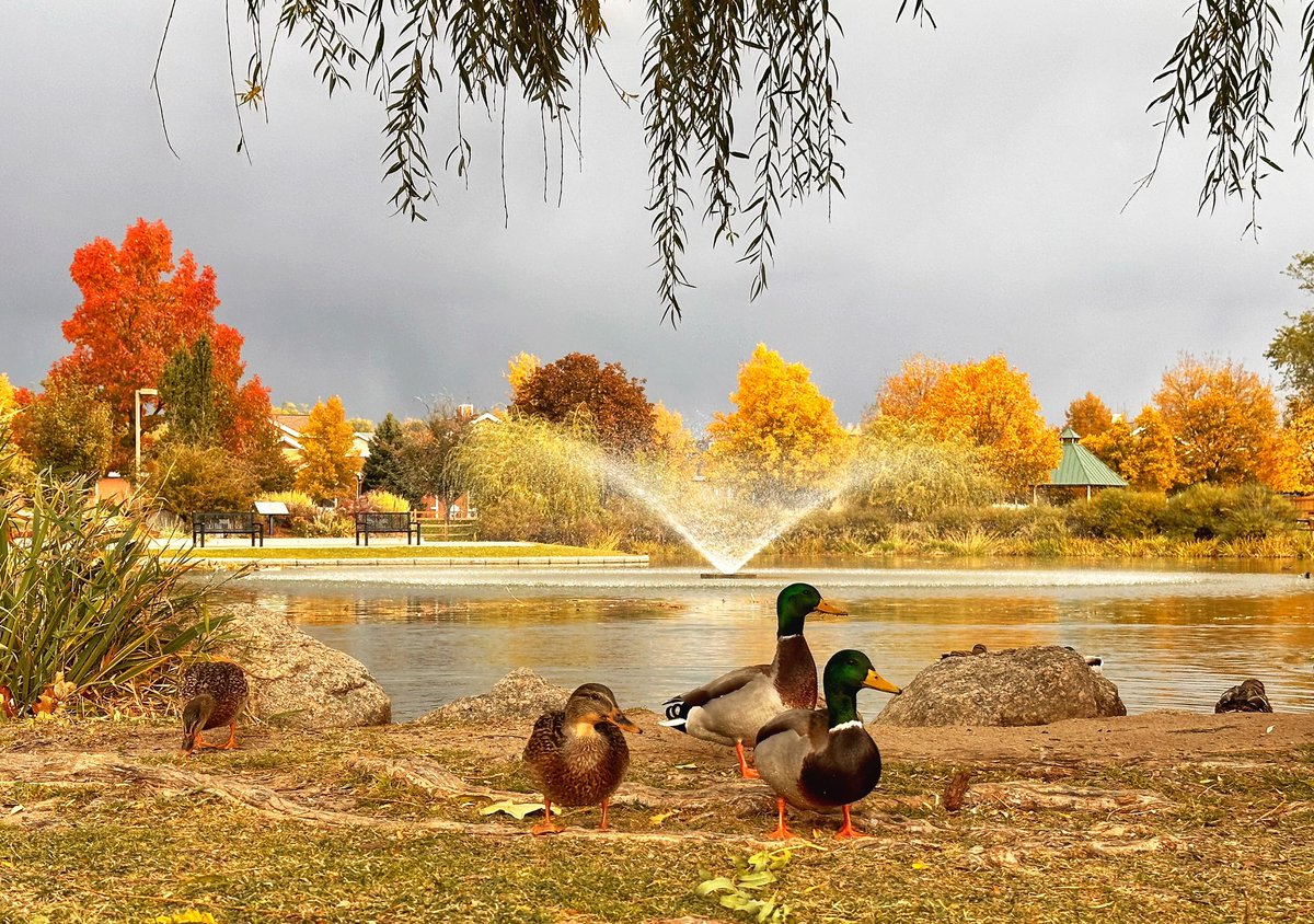 MollyMcKphoto's tweet photo. Before the snow in Colorado Springs.  #cowx #ducktails @WXAlexOBrien @AlanRoseWX https://t.co/Der5hOUBKx