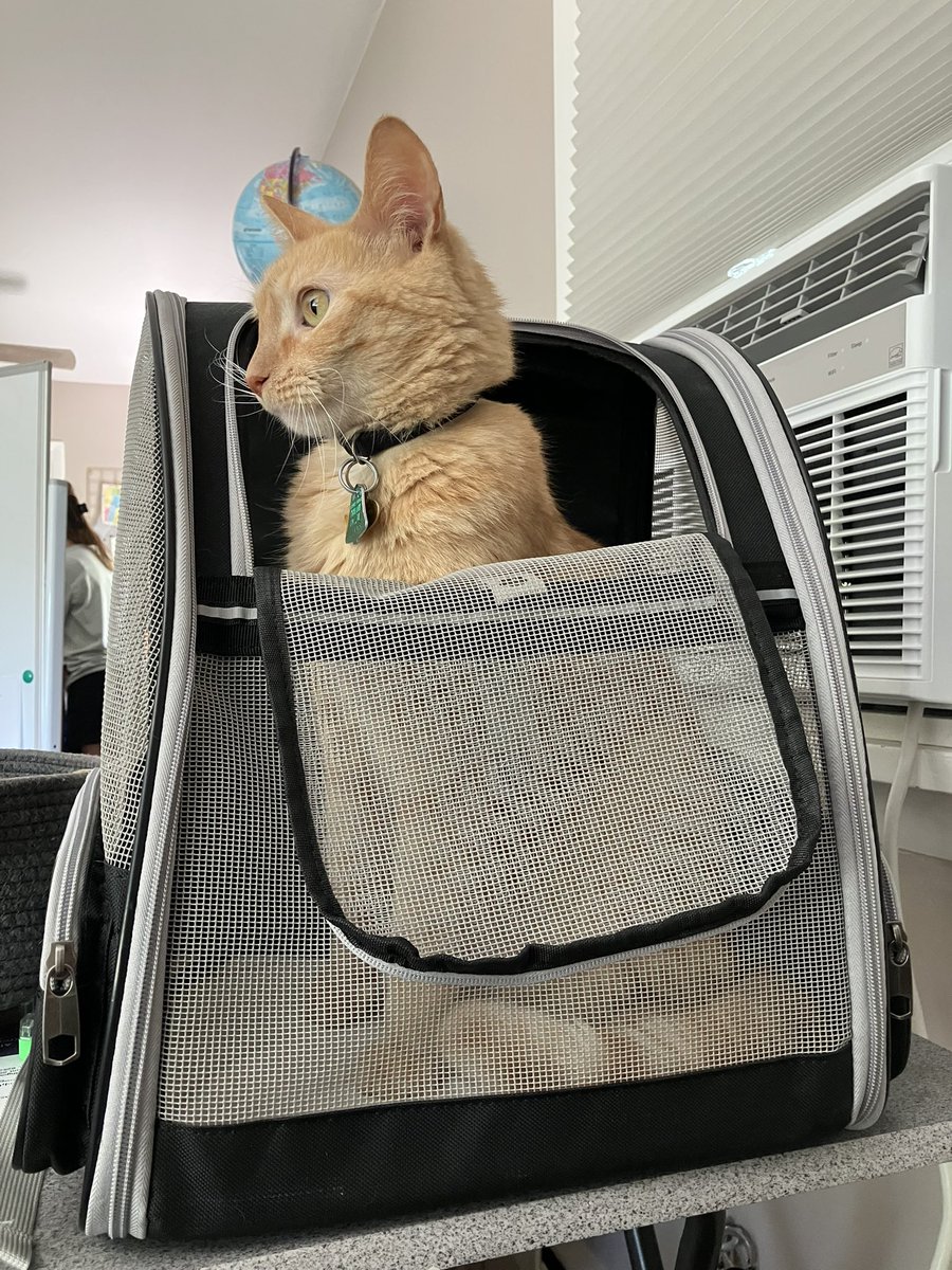 scottlithgow84's tweet photo. @MissKatefabe My son likes to take our cat outside to hang out in this backpack cat carrier. Now he climbs in and waits for my son to notice so he can enjoy the outdoors. https://t.co/kSYpnJeeAo