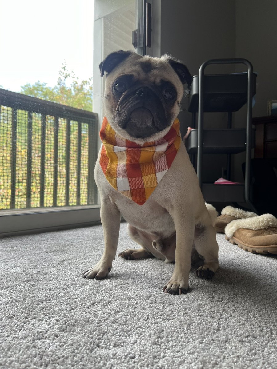 DCinNE's tweet photo. @ScribblePug A3: We’re more into the cute Halloween! #PugTalk https://t.co/zlozKB50sq