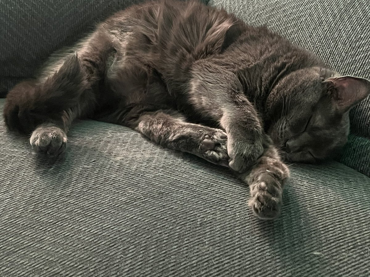 BitchestheCat's tweet photo. #currentcatus a bunch of sleepy, content cats. https://t.co/bwiR7ksvx8