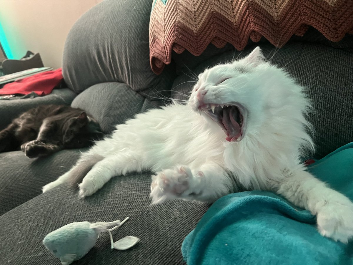 BitchestheCat's tweet photo. #currentcatus a bunch of sleepy, content cats. https://t.co/bwiR7ksvx8