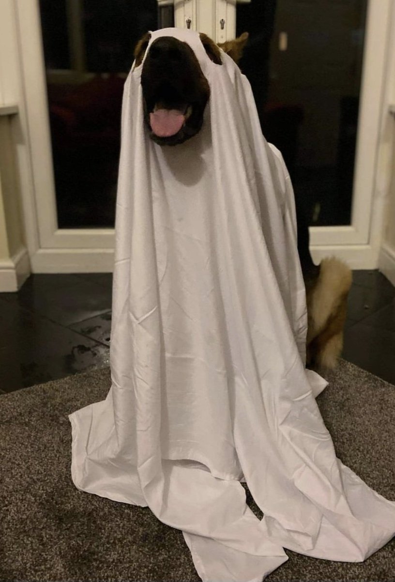 steve williams tweet media