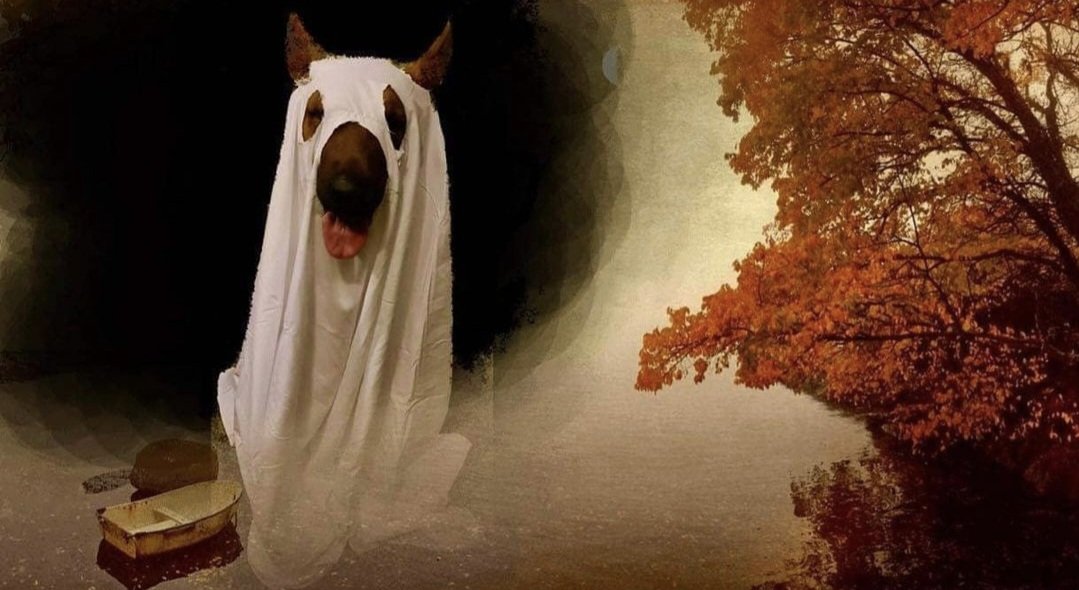 steve williams tweet media