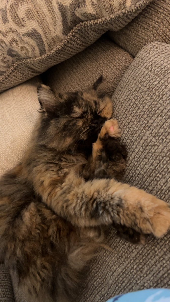 mytoto02's tweet photo. @missingpetscare 

قطه تم العثور عليها في جدة شارع عابر القارات ابحر الشمالية العمر 3 سنوات  
الرجاء التواصل لمن يرغب تبني او مالكها https://t.co/vJyIldP1ME