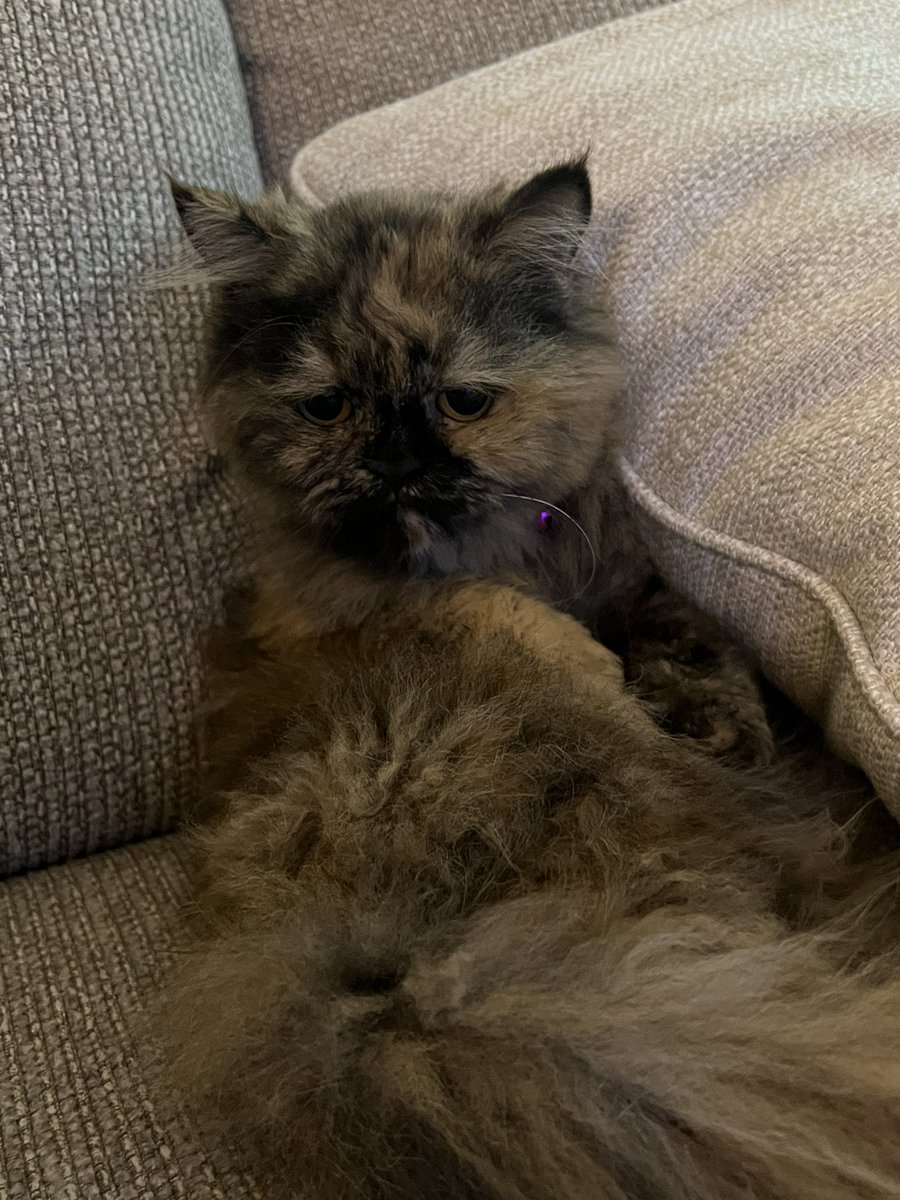 mytoto02's tweet photo. @MissingCats_sa 

قطه تم العثور عليها في جدة شارع عابر القارات ابحر الشمالية العمر 3 سنوات  
الرجاء التواصل لمن يرغب تبني او مالكها https://t.co/w0LB0RcPHL