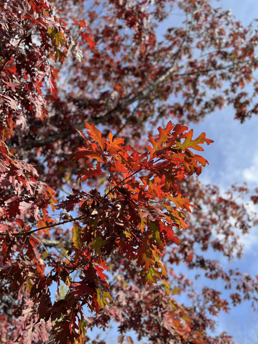 editor_wall's tweet photo. Another #stetwalk today in Ohio. #fallcolors https://t.co/z9vB6tEiaE