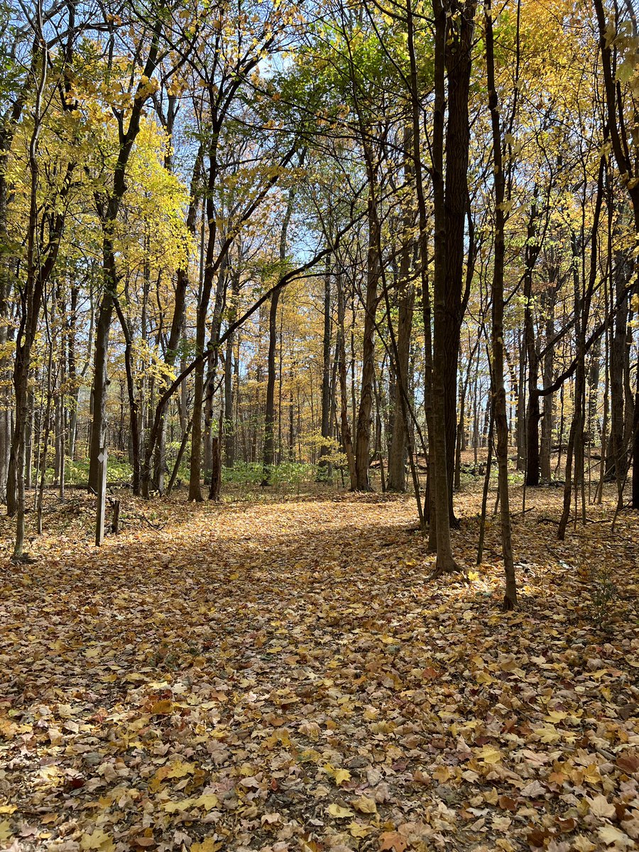 editor_wall's tweet photo. Another #stetwalk today in Ohio. #fallcolors https://t.co/z9vB6tEiaE