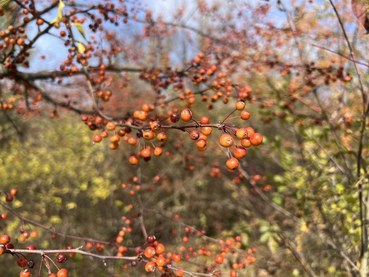 editor_wall's tweet photo. Another #stetwalk today in Ohio. #fallcolors https://t.co/z9vB6tEiaE