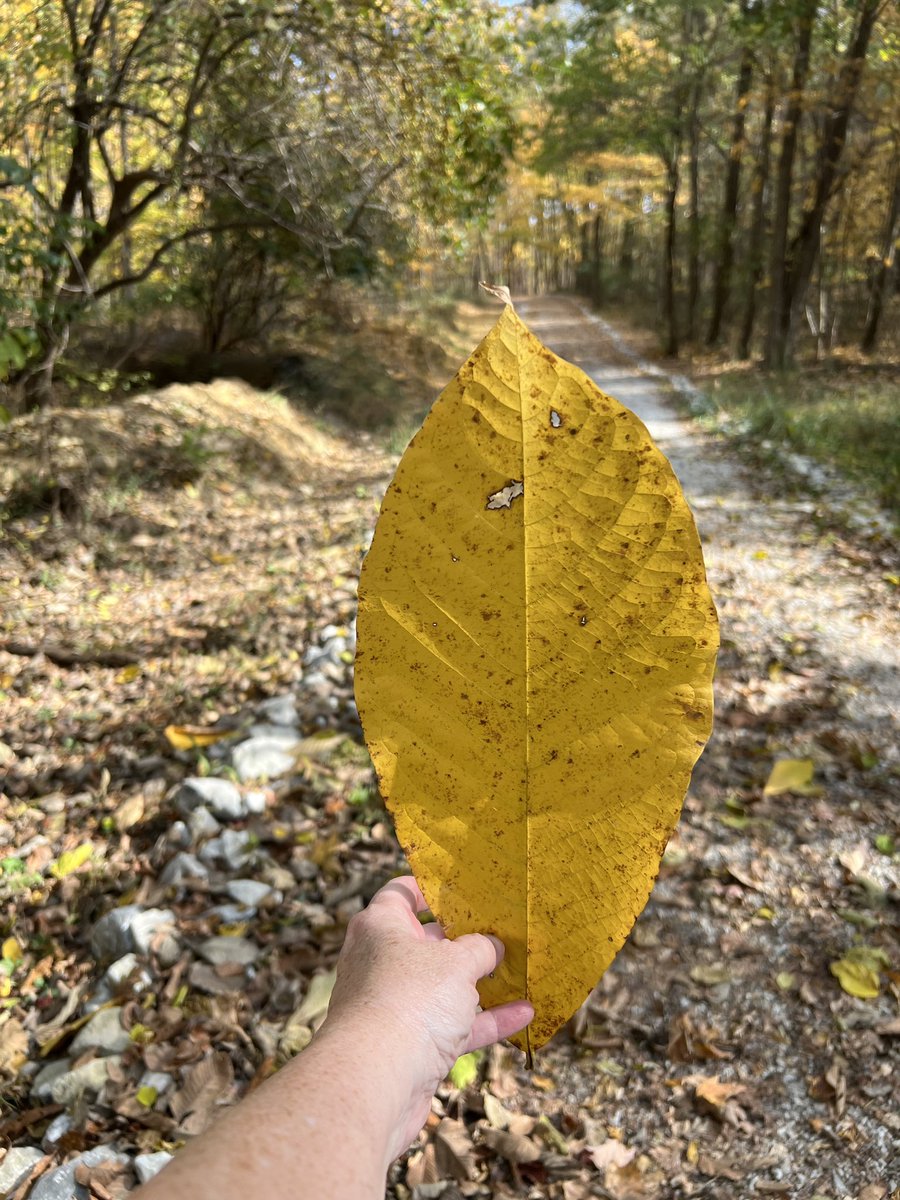 editor_wall's tweet photo. Another #stetwalk today in Ohio. #fallcolors https://t.co/z9vB6tEiaE