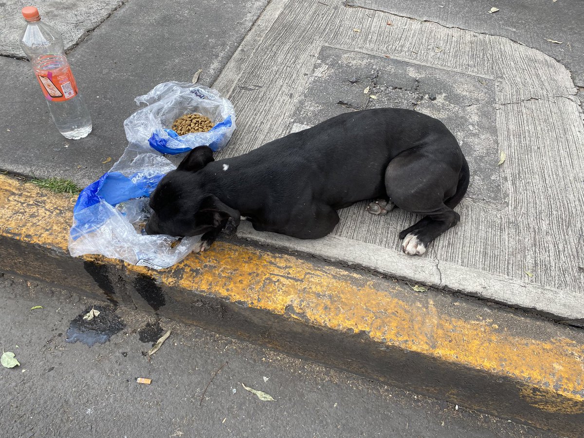 𝙷𝚎𝚕𝚊 𝙼𝚘𝚛𝚎 🐶 tweet media