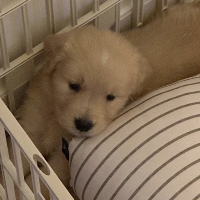 takemybear 🐶 tweet media