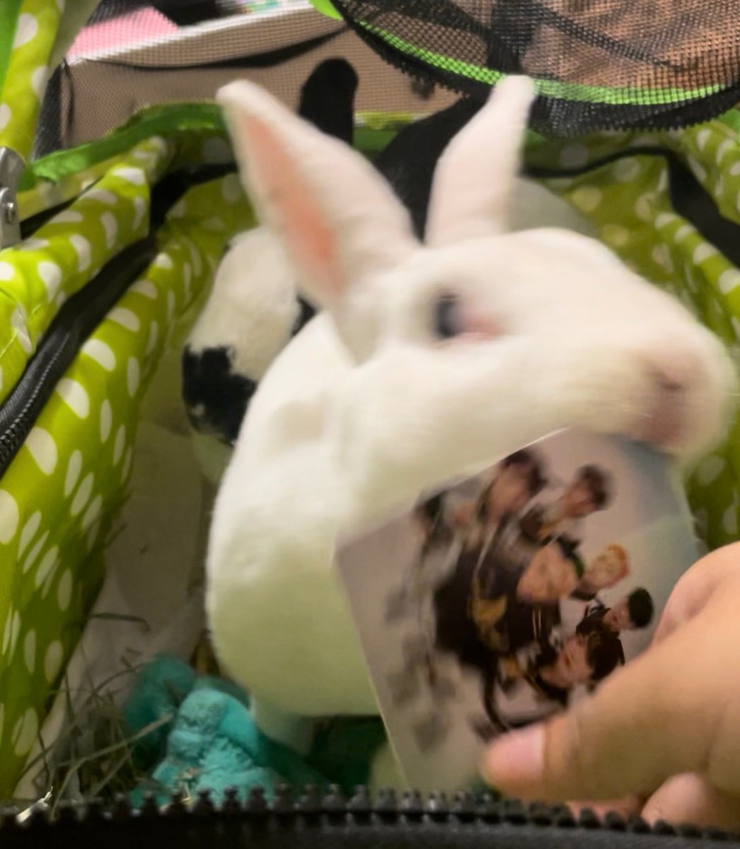 tcryla's tweet photo. tried to see how my rabbit feels about onf and she grabbed them and threw them as hard as she could https://t.co/d8deNFgXWK