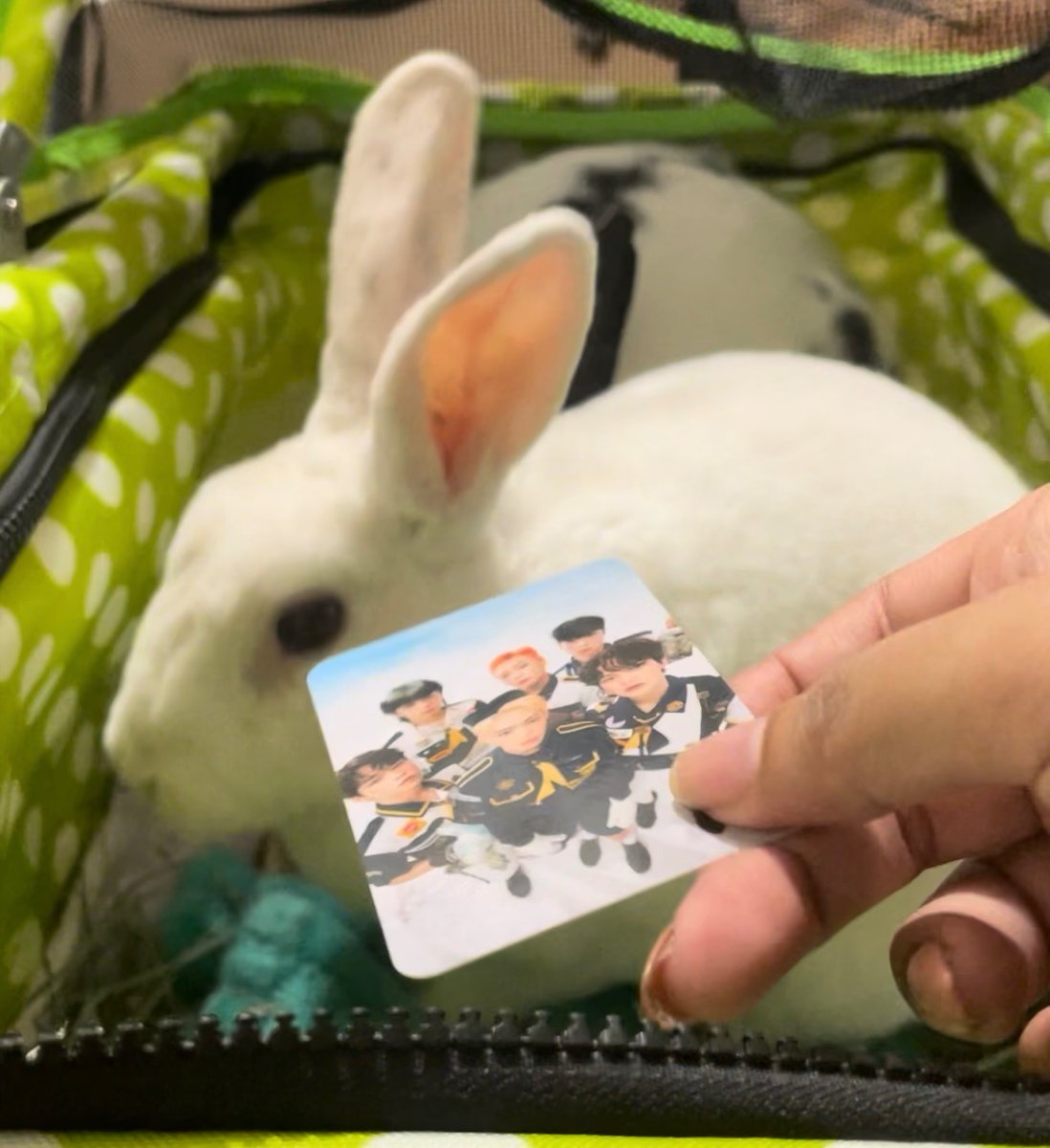 tcryla's tweet photo. tried to see how my rabbit feels about onf and she grabbed them and threw them as hard as she could https://t.co/d8deNFgXWK