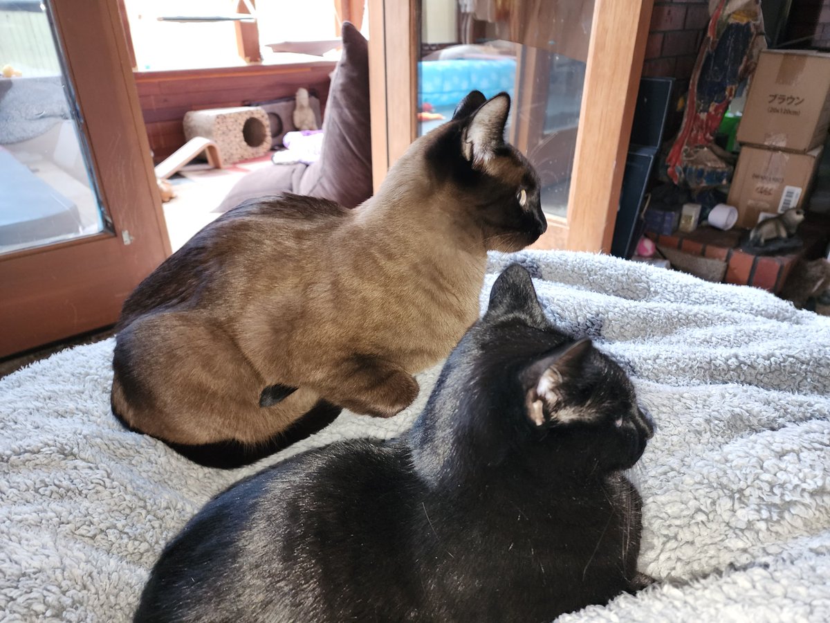 Nataya's tweet photo. Evening #Inners

It's that time, pull up a stool, order your favorite beverage and stay awhile

#Loki #Freya #TheKids #BondedSibs 

#FinallyFeelsLikeFall https://t.co/KrCmgrJSsz
