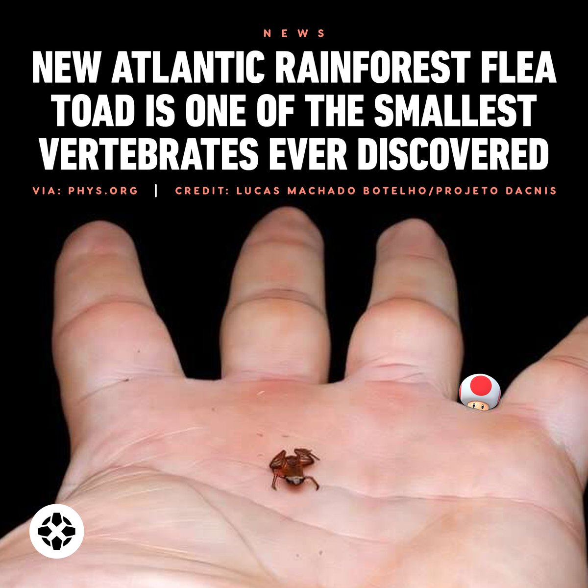 Minstead Animals A new species of Atlantic Rainforest flea toad has been discovered and ...