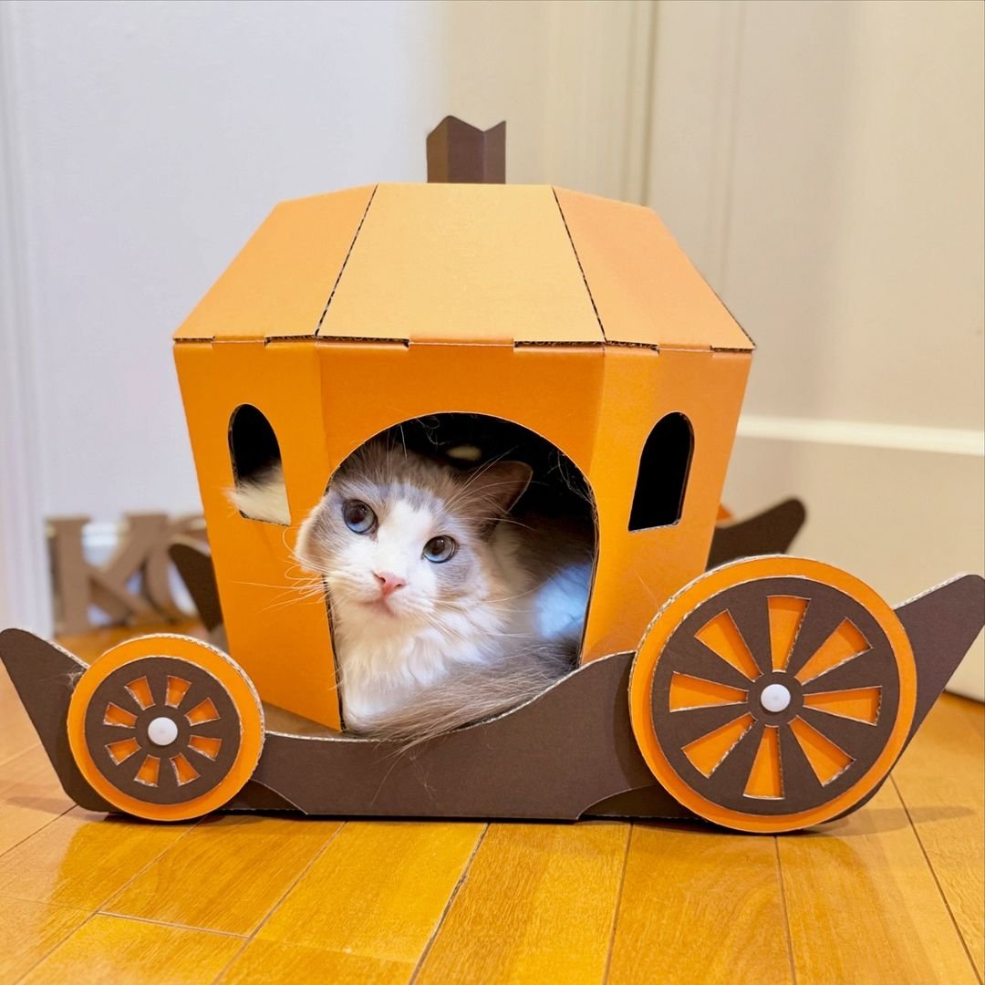 かぼちゃの馬車 - Search / X