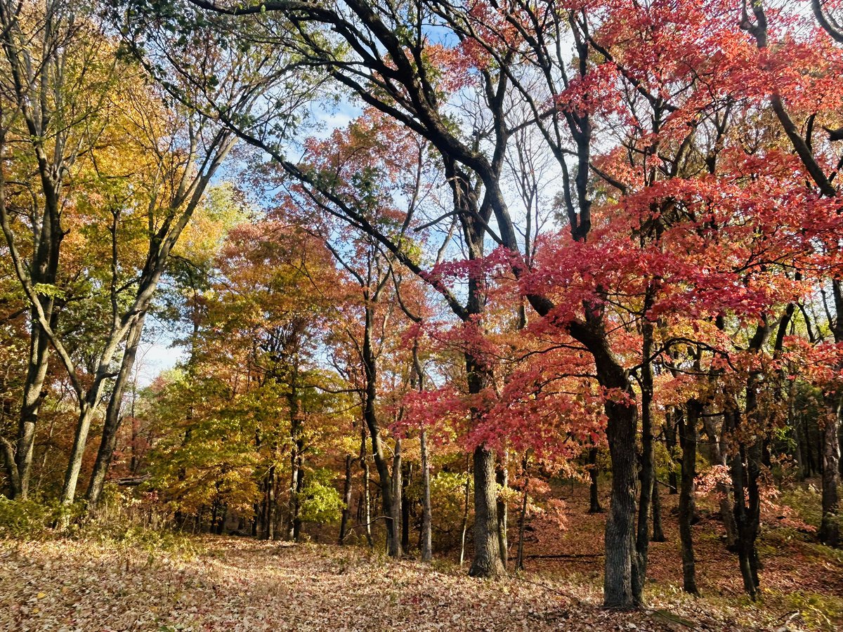 PhyllisMBell's tweet photo. "Autumn is a second spring when every leaf is a flower" Albert Camus https://t.co/OkiOyXDFnG