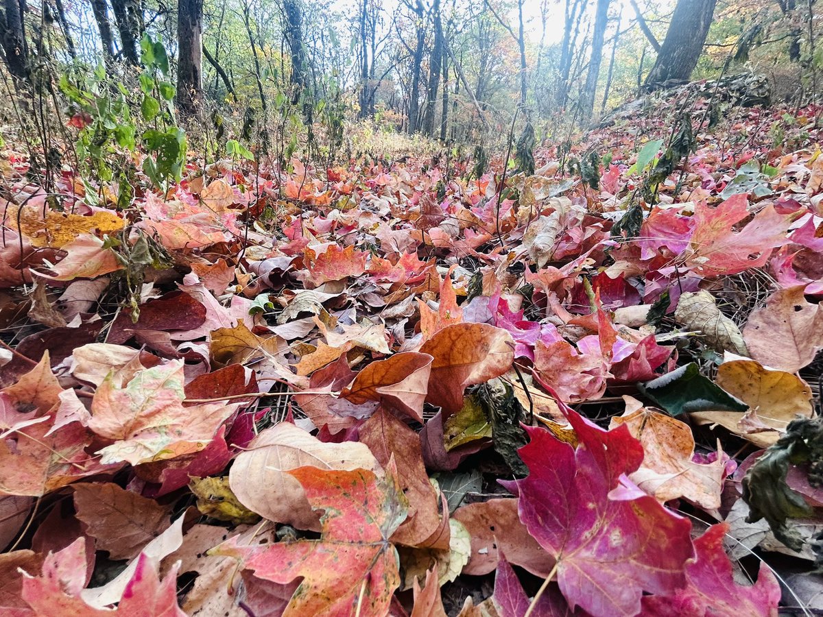 PhyllisMBell's tweet photo. "Autumn is a second spring when every leaf is a flower" Albert Camus https://t.co/OkiOyXDFnG