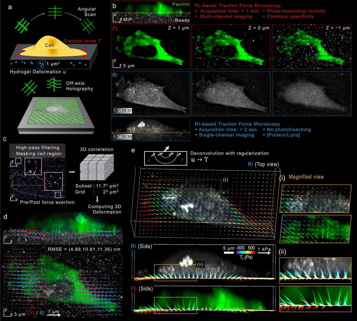 Lee, M., Jeong, H., Lee, C., ..., Shin, J. H., &amp; Park, Y. (2024). High-resolution assessment of multidimensional cellular mechanics using label-free refractive-index traction force microscopy. Communications biology, 7(1), 115. #EpithelialMechanics
nature.com/articles/s4200…