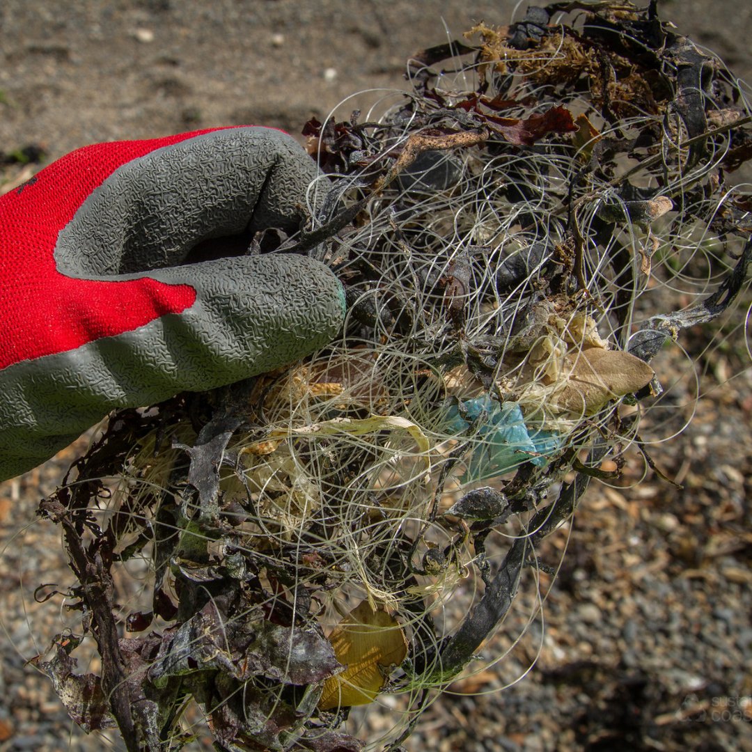 sustaincoasts's tweet photo. This gargantuan trash predator appears in many spooky guises. With an appetite for overbreeding, it can quickly grow from twisted cords, cables, ropes, fishing lines and ghost nets 👻 https://t.co/77ZUso2Tgl