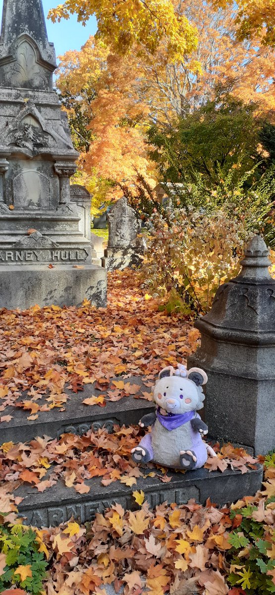 GriffinFire's tweet photo. Miss Persephone "Persie" Plum's first outing was to the beautiful Mount Auburn Cemetery!
@littlesofts #SnugAlongsLove https://t.co/IVS0VaJYFJ