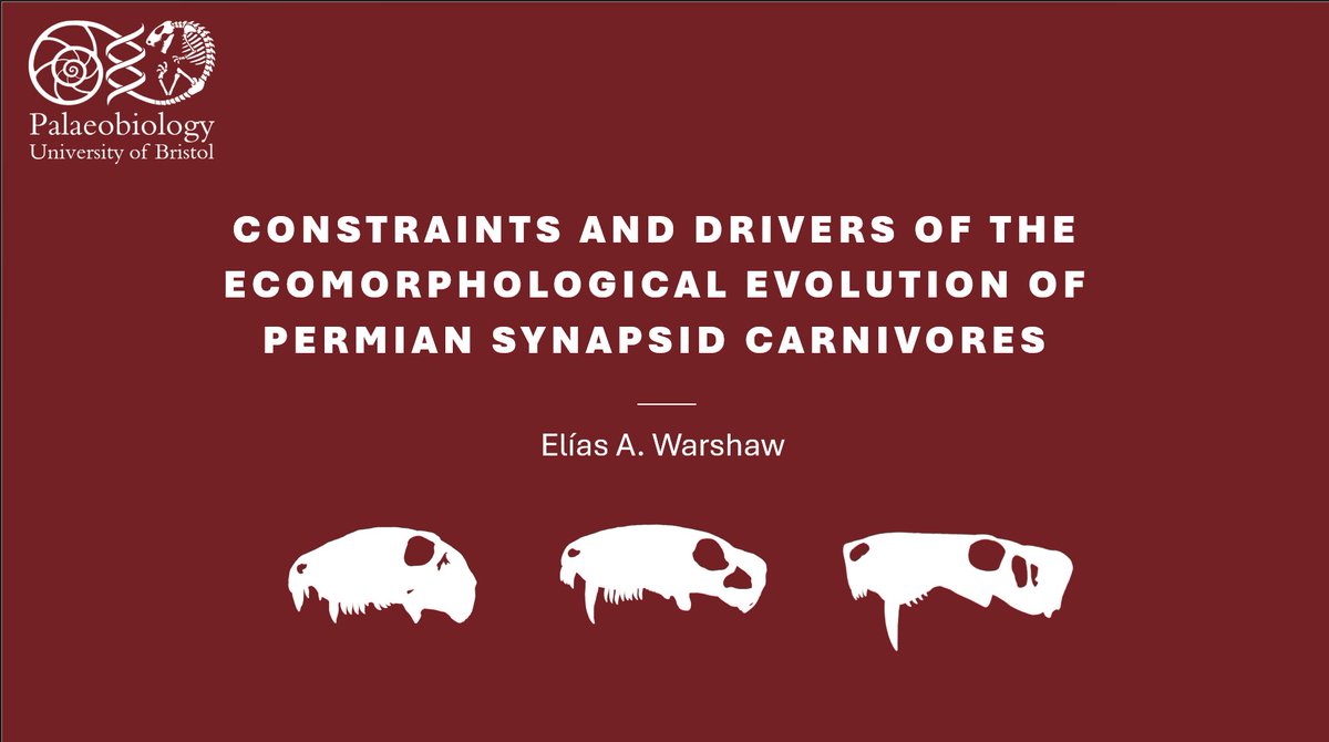 ElĂas Warshaw (@eliaswarshaw) on Twitter photo For anyone at #SVP2024 interested in how the non-mammalian synapsid fossil record can help answer longstanding questions about constraint and competition in macroevolution, come see me present research from my Master's at <a href="/BristolPalaeo/">UoB Palaeobiology</a> this Friday during the synapsid session! For anyone at #SVP2024 interested in how the non-mammalian synapsid fossil record can help answer longstanding questions about constraint and competition in macroevolution, come see me present research from my Master's at <a href="/BristolPalaeo/">UoB Palaeobiology</a> this Friday during the synapsid session!