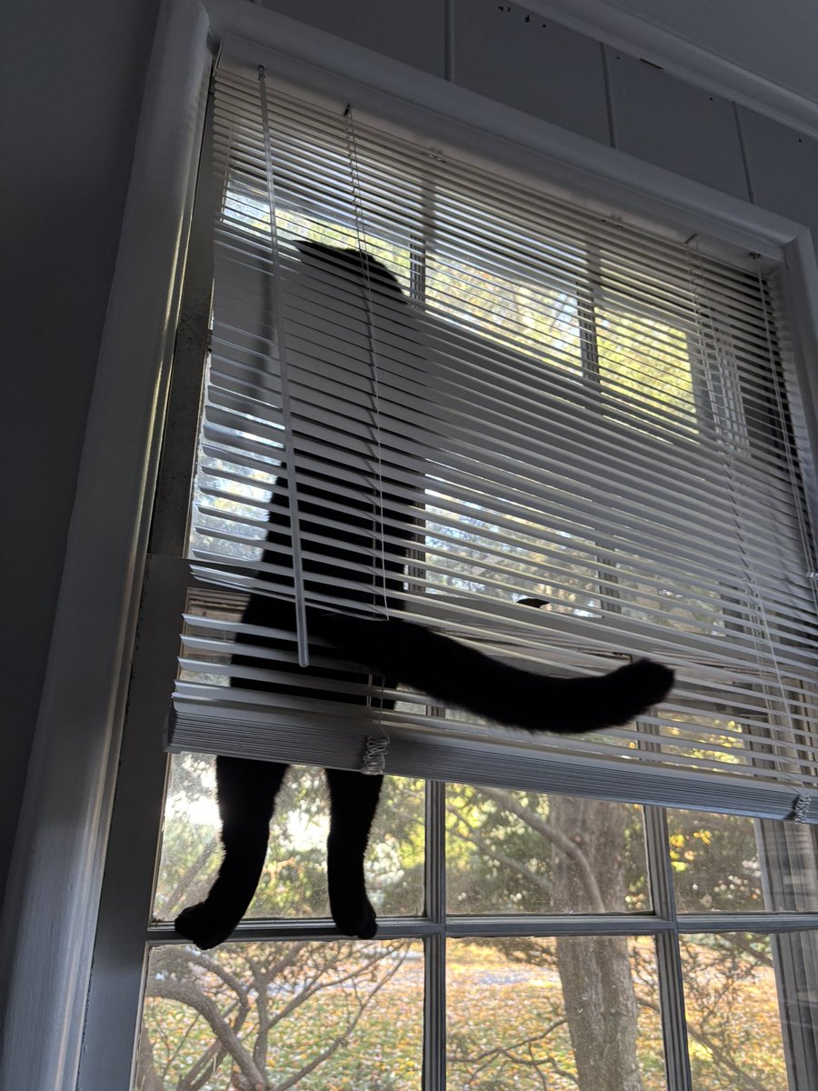 lil__lizzard's tweet photo. Please tell me someone else’s cat does this fuckshit too https://t.co/HSqKlhefCb