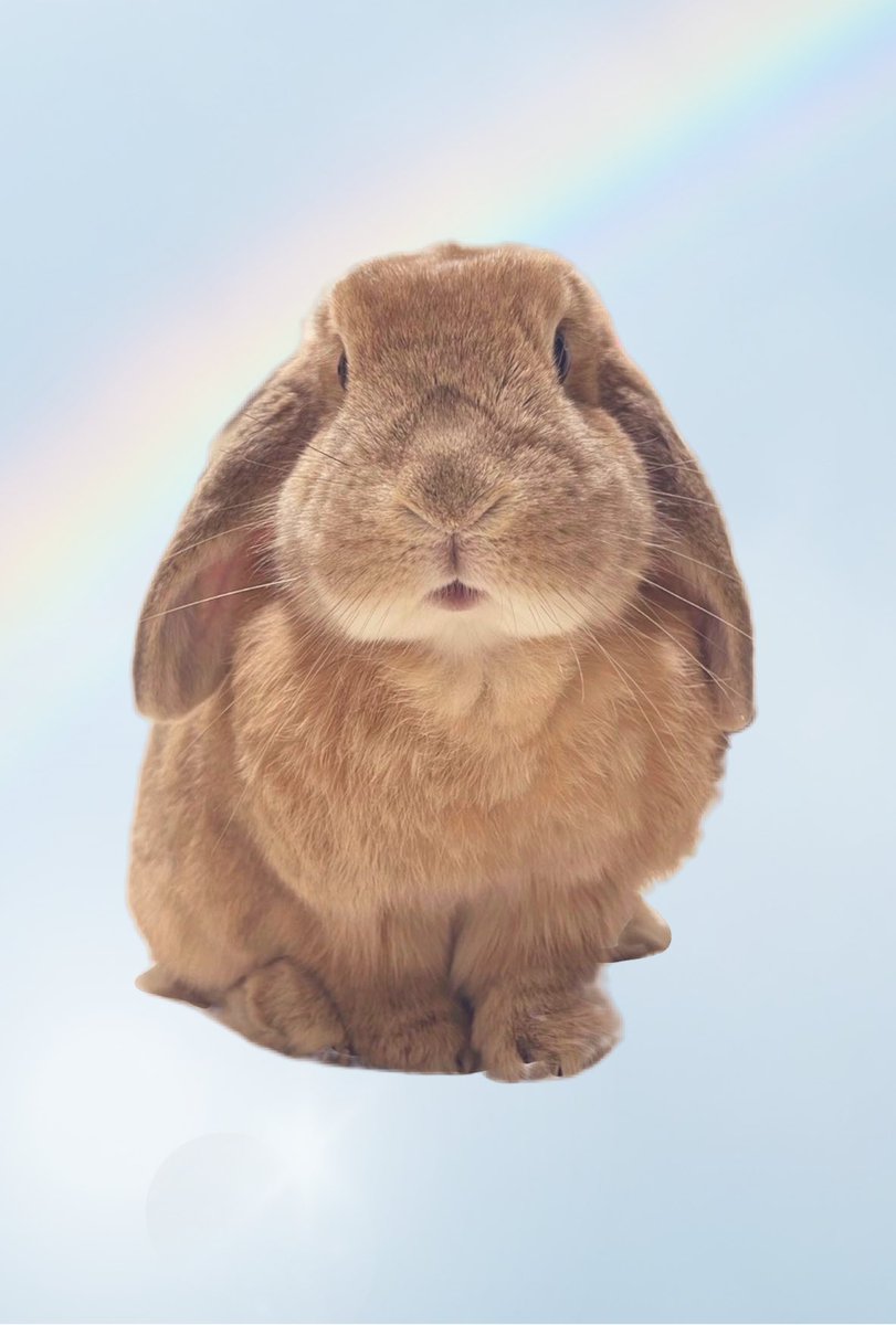 【栗饅頭からみなさまへ】
たくさんの愛をありがとうございました
たくさんのメッセージをありがとうございます

お返事はゆっくり返させてください

maxは明日12時頃に虹の橋を渡ります
見送って頂けたら幸いです