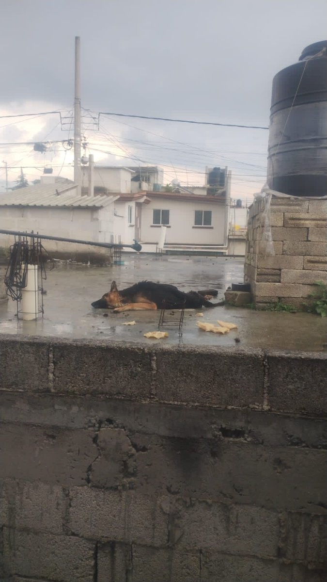 UrsvaPuebla's tweet image. #Urgente nos reportan a este perrito que vive en estas condiciones, está desnutrido, expuesto a la lluvia, ya no puede ni moverse.
Calle Azucenas #17A, Col. Bosques de Amalucan 1ra sección.
Proporcionamos número de peticionario vía DM.
@IBAGobPue @AmbientePuebla