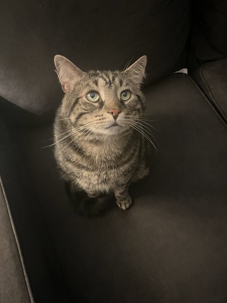 Fishtopher and Friends tweet media