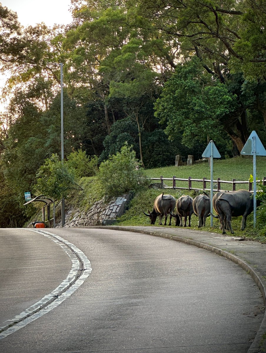 Debottam Bhattacharjee (@debottam1991) on Twitter photo Check out the blogs based on our exciting feral buffalo research in Hong Kong!!
hkbuffaloresearch.org/blog
<a href="/CityUJCCVet/">CityU JCC Veterinary Medicine and Life Sciences</a> <a href="/CAHWCityU/">CityU Centre for Animal Health and Welfare (CAHW)</a> <a href="/AMCELL/">Alan McElligott</a> <a href="/kate_flay/">Kate Flay</a> <a href="/hannahsmumby/">Dr Hannah Mumby</a> <a href="/danhe_y/">Danhe Yang</a> Check out the blogs based on our exciting feral buffalo research in Hong Kong!!
hkbuffaloresearch.org/blog
<a href="/CityUJCCVet/">CityU JCC Veterinary Medicine and Life Sciences</a> <a href="/CAHWCityU/">CityU Centre for Animal Health and Welfare (CAHW)</a> <a href="/AMCELL/">Alan McElligott</a> <a href="/kate_flay/">Kate Flay</a> <a href="/hannahsmumby/">Dr Hannah Mumby</a> <a href="/danhe_y/">Danhe Yang</a>