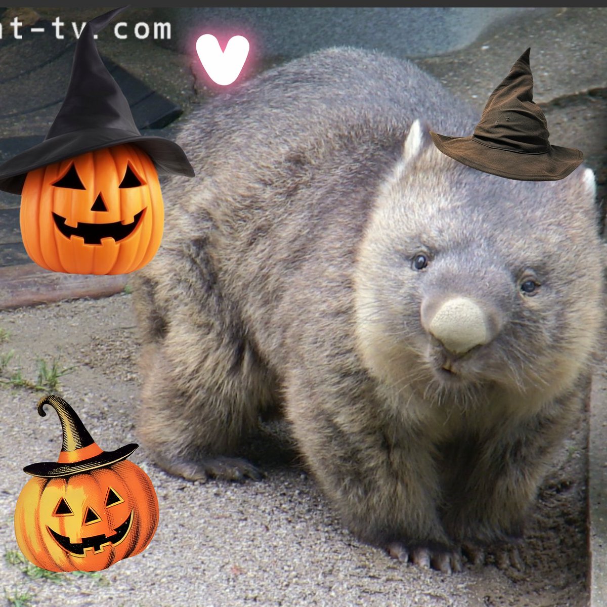 ぴーすけ。（ぴぴぴ） tweet media