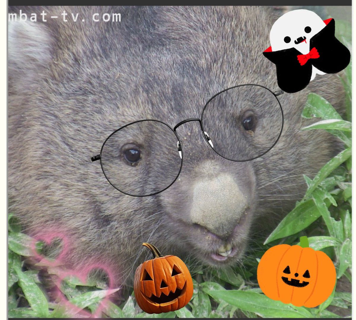 ぴーすけ。（ぴぴぴ） tweet media