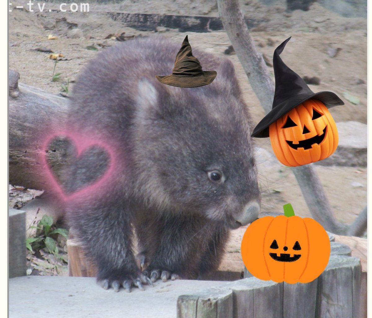 ぴーすけ。（ぴぴぴ） tweet media