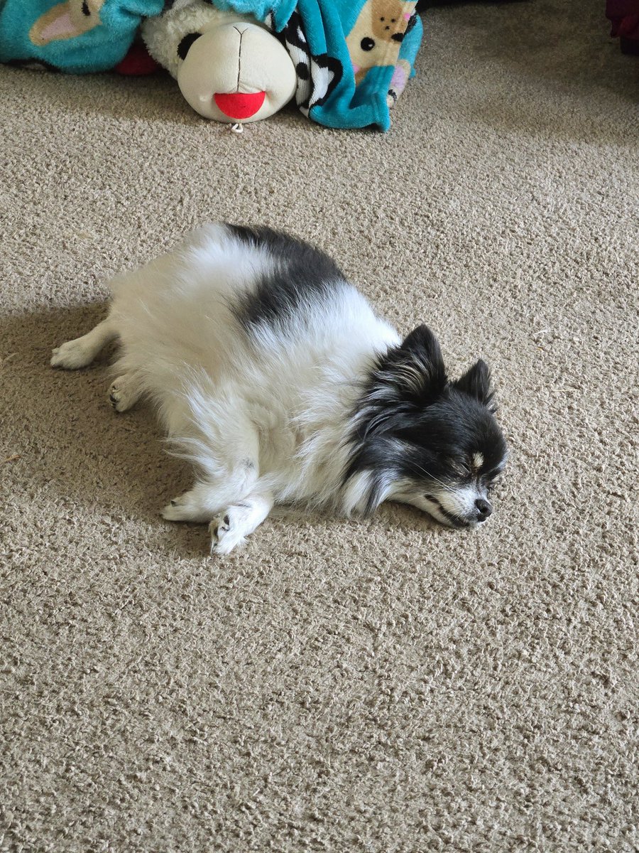 RedRose8294's tweet photo. Even Daisy isn't feeling it today!! #hashimotos #Fibromyalgia #HEDS https://t.co/3NussFU8Sv
