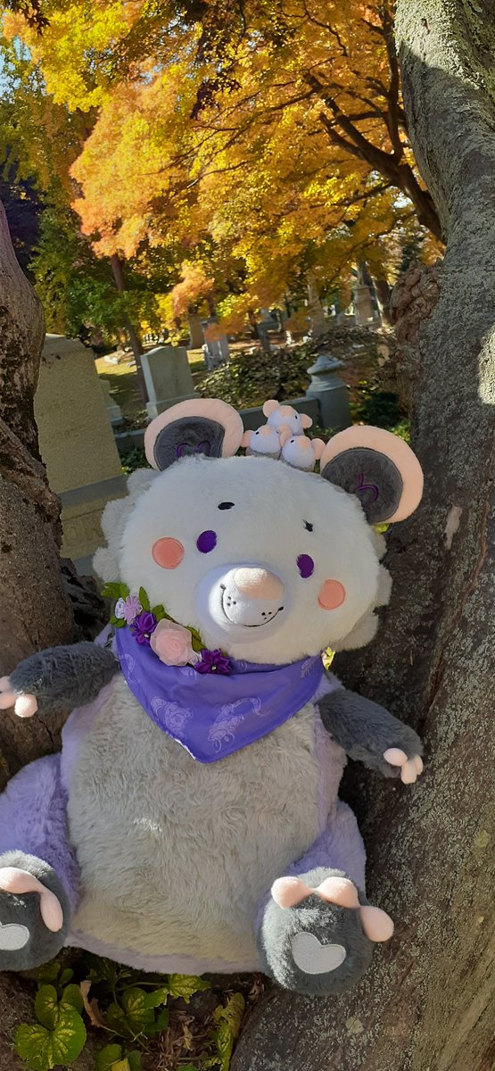 GriffinFire's tweet photo. @littlesofts Persie Plum at Mount Auburn, part four – and home again!
@littlesofts #SnugAlongsLove https://t.co/78soa11rfi
