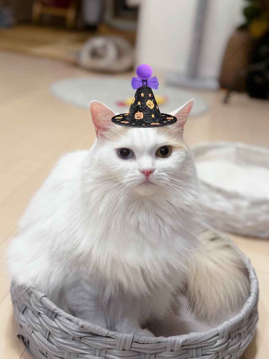 rinchan087's tweet photo. りん子も参加でしゅ♡

 #ハロウィンにゃんこまつり
#オッドアイりんちゃん 
#ドスコイ小町部屋 
#オッドアイ  #ラガマフィン 
#ねとらぼ生物部 
#ペコねこ部  #猫モフー https://t.co/WkVLrW7VLw