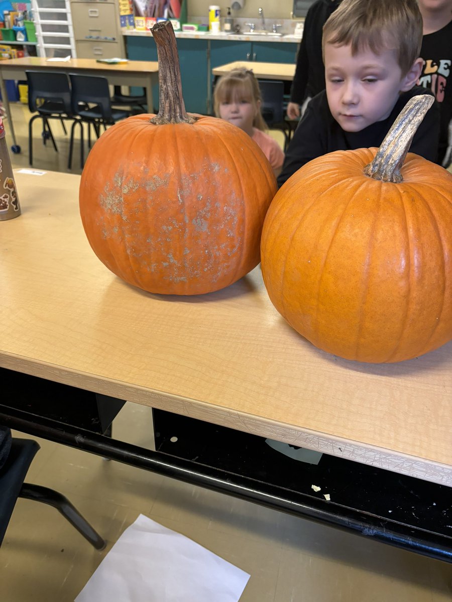 Tracy Kerrivan tweet media