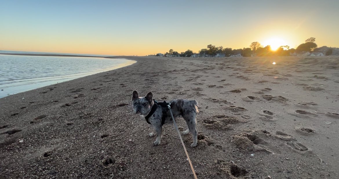 _silvergal's tweet image. Beach life #frenchies #beachlife #sunsets
