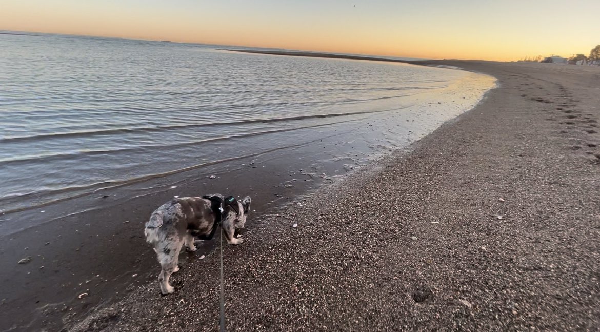 _silvergal's tweet image. Beach life #frenchies #beachlife #sunsets