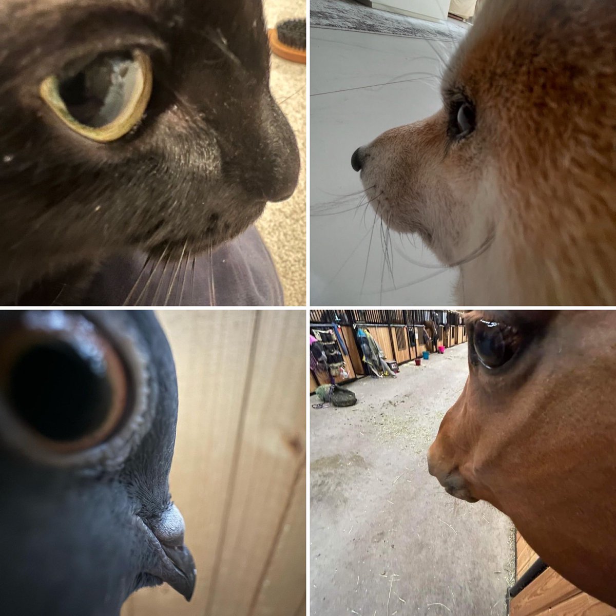 PunchingCat's tweet image. i love this silly angle