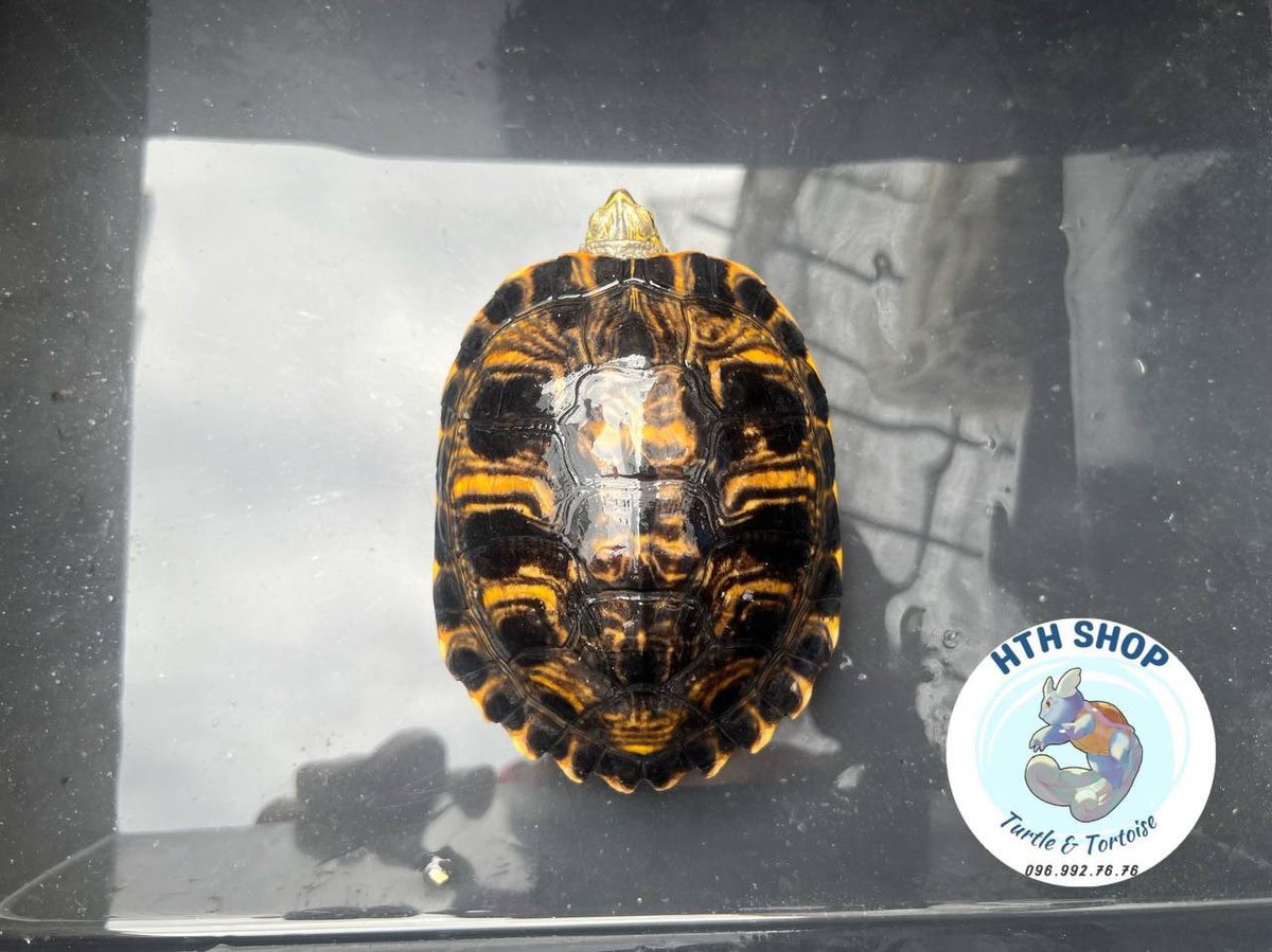hthshop91's tweet photo. Bụng vàng s15
550 💎
#hthshop #ruabungvang #sliderturtle https://t.co/8D1U4dEIwn