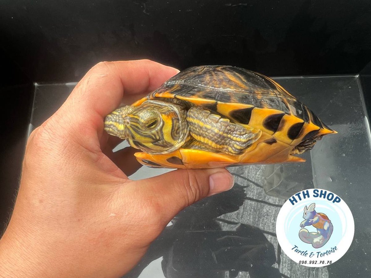 hthshop91's tweet photo. Bụng vàng s15
550 💎
#hthshop #ruabungvang #sliderturtle https://t.co/8D1U4dEIwn